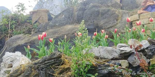 Ông bố người tày liều thuê cả đồi đá mã pì lèng trồng hoa tulip khiến bao người trầm trồ