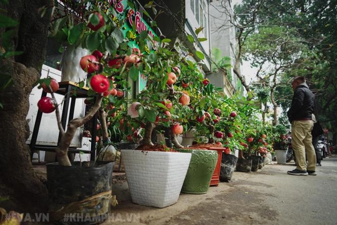 Phiên chợ bưởi cuối năm hoa lan hút khách táo bonsai ế ẩm vì giá đắt đỏ