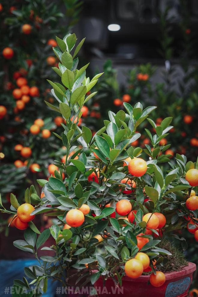 Phiên chợ bưởi cuối năm hoa lan hút khách táo bonsai ế ẩm vì giá đắt đỏ