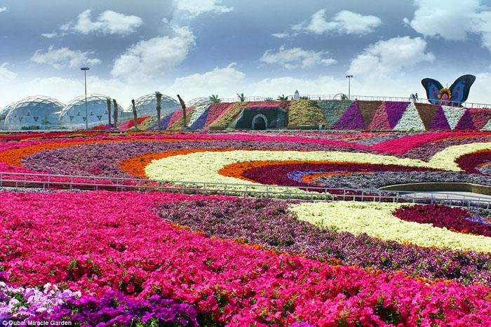Sửng sốt trước độ choáng ngợp của vườn hoa tự nhiên khổng lồ đẹp nhất thế giới ở dubai
