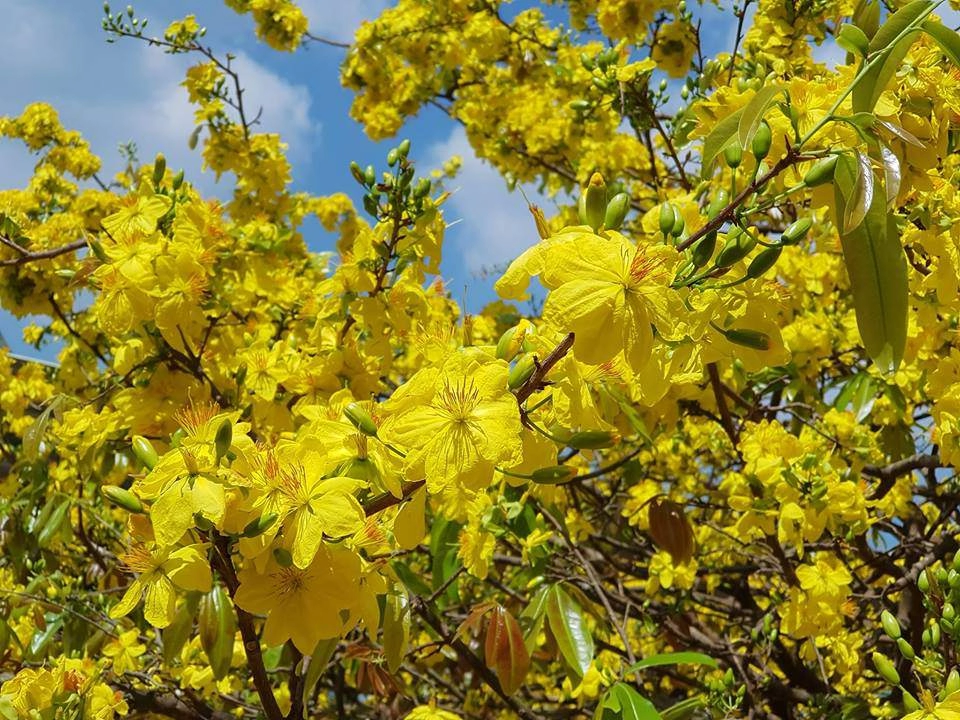 Sửng sốt trước vẻ rực rỡ choáng ngợp của cây hoa mai vàng khổng lồ ở đồng nai