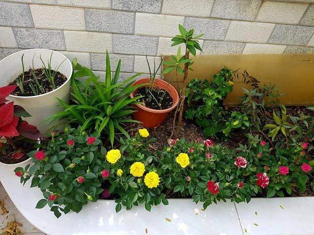 Thăm ngôi nhà phố giản dị đầy rau hoa xanh tốt của gia đình mc thanh thảo hugo