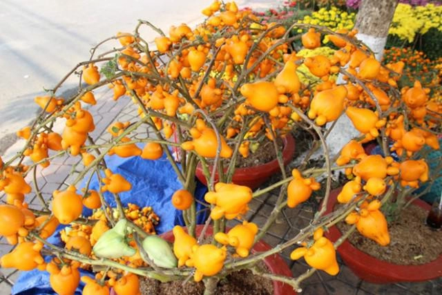 Trái dư - loại quả hot nhất tết 2018 được bày trên mâm ngũ quả chứa chất kịch độc