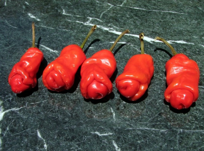 Tròn mắt xem 5 loại ớt độc lạ nhất thế giới