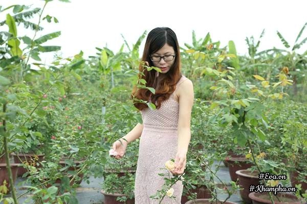 Vườn hồng khủng nhiều gốc quý của cô gái 9x học kinh tế đi làm nông dân