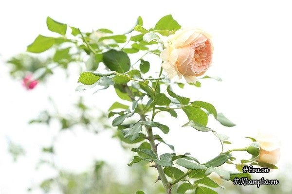 Vườn hồng khủng nhiều gốc quý của cô gái 9x học kinh tế đi làm nông dân