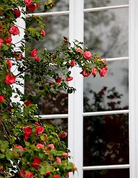 Cửa sổ đẹp nhờ hoa