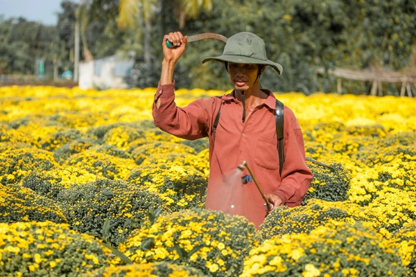 Sa đéc ngập tràn sắc xuân