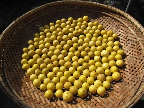 Tự làm chanh muối thơm ngon ngày hè