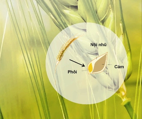 Wheat germ - quà tặng giàu dinh dưỡng từ thiên nhiên