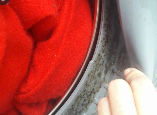 Cửa máy giặt lên mốc mọc rêu là vì sao