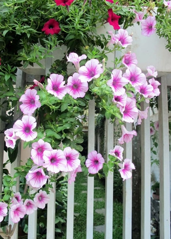 Hàng rào nhà duyên dáng nhờ hoa