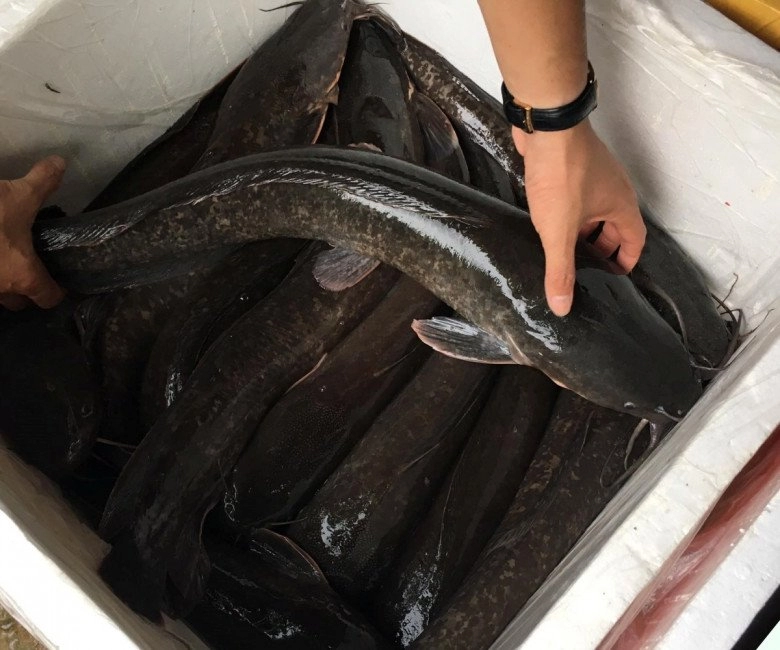 Loại cá bị chê bẩn nhưng bổ ngang vi cá mập chợ việt bán đầy mà ít người biết mua ăn