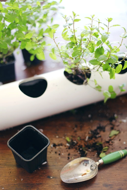 Biến ống nhựa thành vườn rau trong bếp