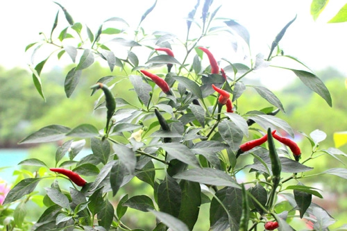 Học mẹ trẻ lấy ớt ăn tại nhà trồng cây mới cực đơn giản