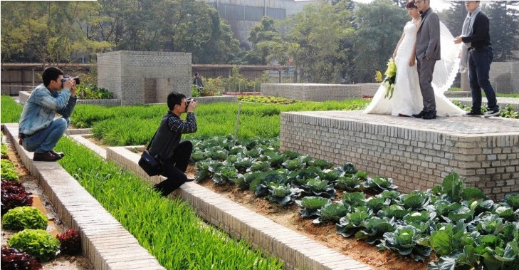 Tq vườn rau sạch 2000m cho cư dân thành phố tự trồng