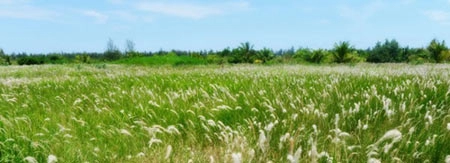 5 địa điểm chụp ảnh mùa xuân tuyệt đẹp ở hà nội