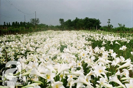 5 địa điểm chụp ảnh mùa xuân tuyệt đẹp ở hà nội