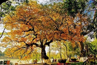 5 địa điểm chụp ảnh mùa xuân tuyệt đẹp ở hà nội