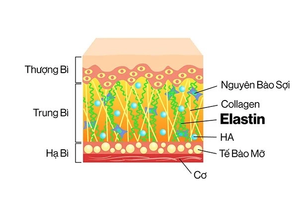 Bác sĩ da liễu tiết lộ 4 thói quen xấu đẩy nhanh lão hóa uống bao nhiêu collagen cũng khó trẻ