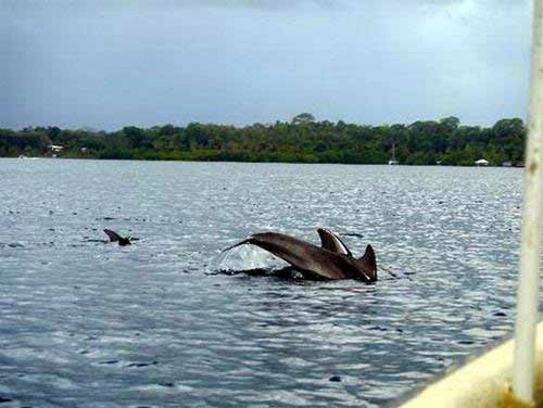 Bocas del toro thiên đường ở panama