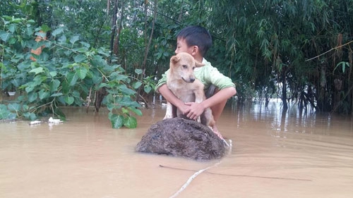 Bơi ra dòng nước lũ cứu chó nhưng không thể vào bờ chú bé 6 tuổi bật khóc