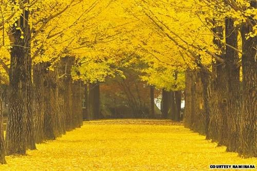 Bốn mùa tươi đẹp quanh seoul xứ hàn