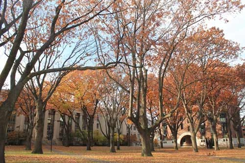 Boston ngập trong sắc vàng ngày cuối thu