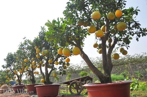 Cây ngũ quả tán trăm hoa đua nở siêu lạ ở thủ đô