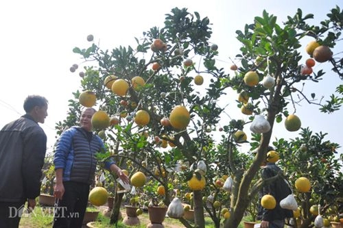 Cây ngũ quả tán trăm hoa đua nở siêu lạ ở thủ đô