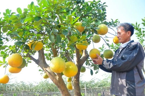 Cây ngũ quả tán trăm hoa đua nở siêu lạ ở thủ đô