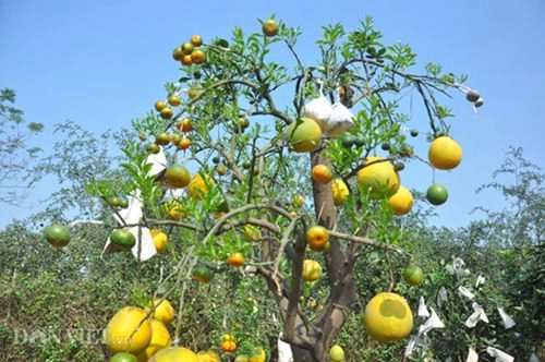 Cây ngũ quả tán trăm hoa đua nở siêu lạ ở thủ đô