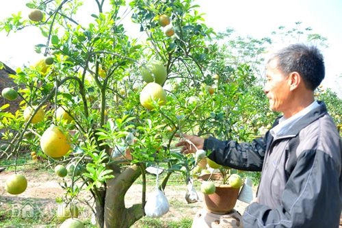 Cây ngũ quả tán trăm hoa đua nở siêu lạ ở thủ đô