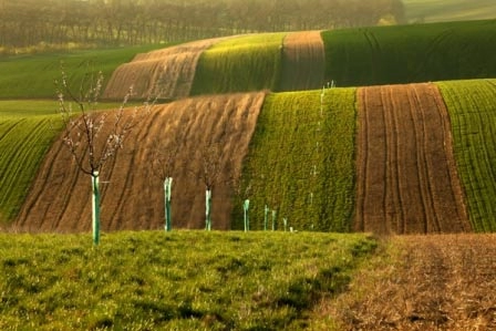Choáng ngợp trước đồng cỏ xanh ngút ngàn ở moravia