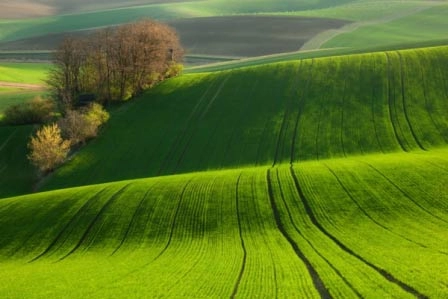 Choáng ngợp trước đồng cỏ xanh ngút ngàn ở moravia