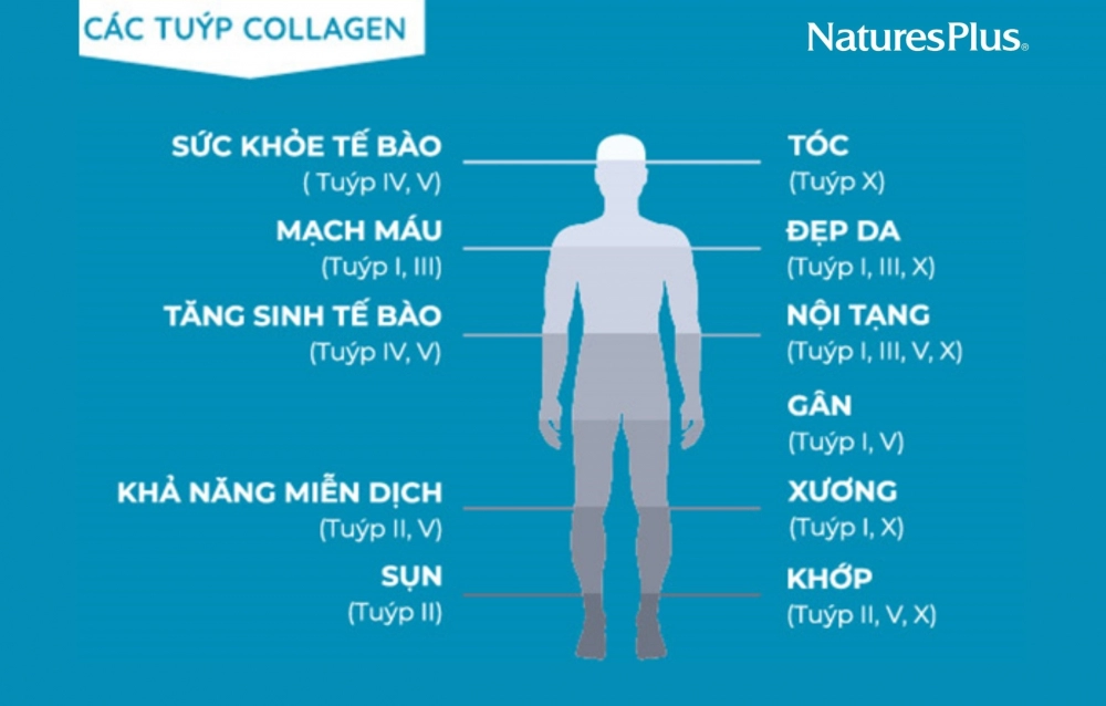 Collagen thủy phân dạng bột - trào lưu của giới làm đẹp thượng lưu