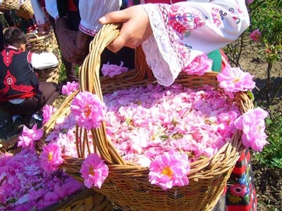 Đắm say trong hương sắc xứ sở hoa hồng