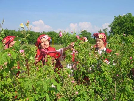 Đắm say trong hương sắc xứ sở hoa hồng