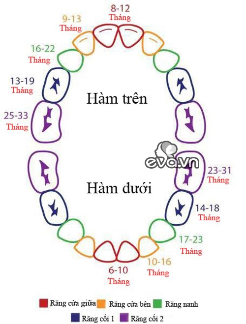 Đây là lịch mọc răng và thay răng sữa của trẻ cực dễ nhớ cho mẹ