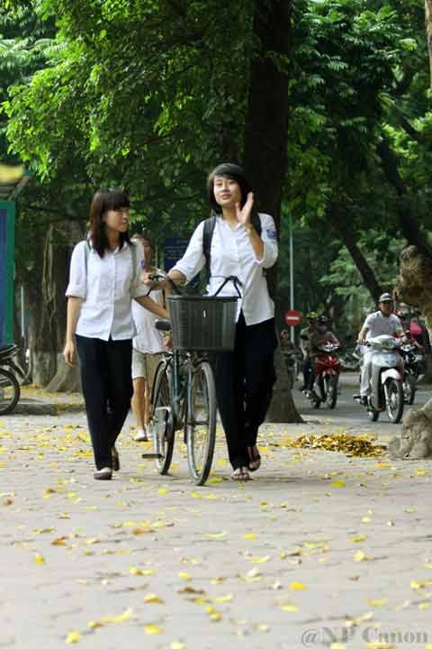 Đẹp mê hồn hà nội mùa lá vàng trải thảm