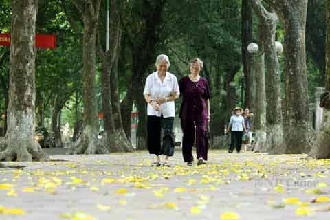 Đẹp mê hồn hà nội mùa lá vàng trải thảm