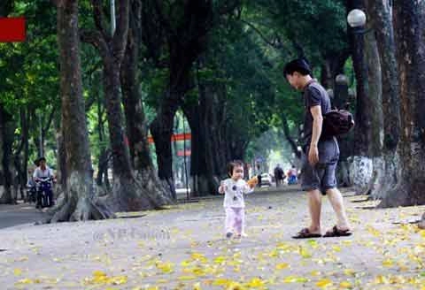 Đẹp mê hồn hà nội mùa lá vàng trải thảm