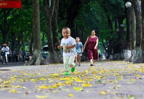 Đẹp mê hồn hà nội mùa lá vàng trải thảm
