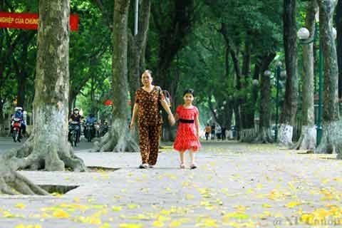 Đẹp mê hồn hà nội mùa lá vàng trải thảm