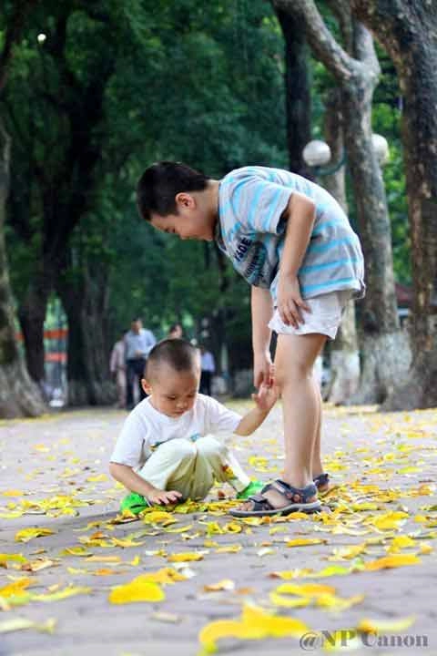 Đẹp mê hồn hà nội mùa lá vàng trải thảm