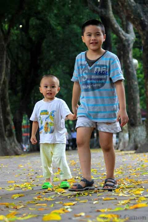 Đẹp mê hồn hà nội mùa lá vàng trải thảm