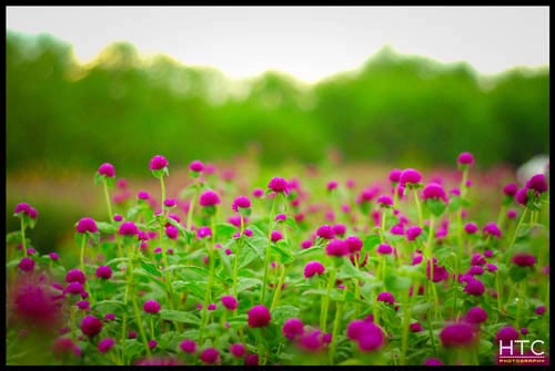 Khoảnh khắc hà nội bốn mùa