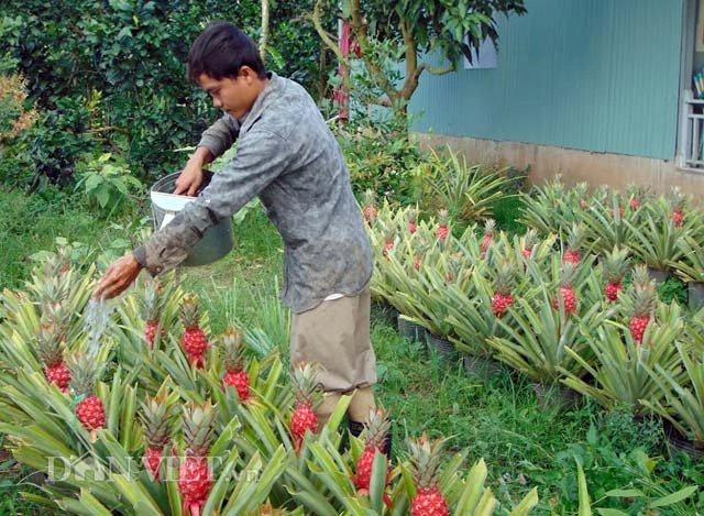 Khóm son chưng tết giá cao vẫn cháy hàng