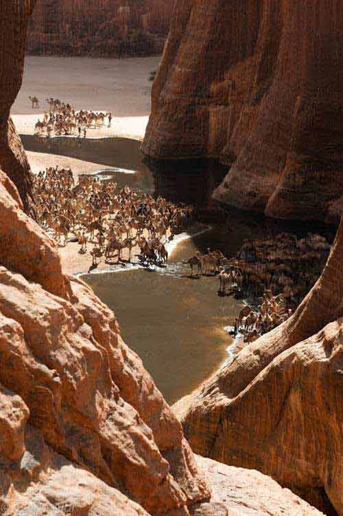 khu vườn bí mật giữa lòng sa mạc sahara