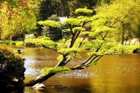 Khu vườn nhật tuyệt đẹp ở châu âu